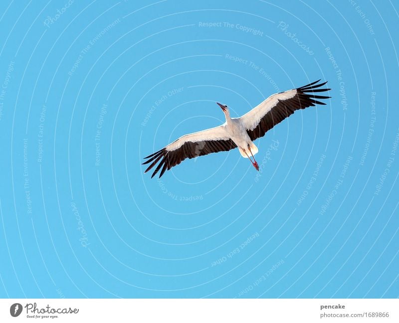 monitors birth control Nature Elements Sky Cloudless sky Beautiful weather Animal Wild animal Bird 1 Sign Observe Flying Stork Birth Testing & Control Blue sky
