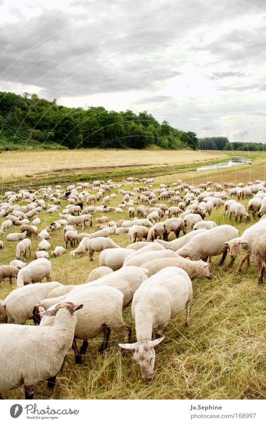 Eco Lawnmower Flock Sheep Herd Pet Farm animal Group of animals Willow tree Meadow Nature Landscape Lamb's wool New wool Wool Agriculture Organic farming
