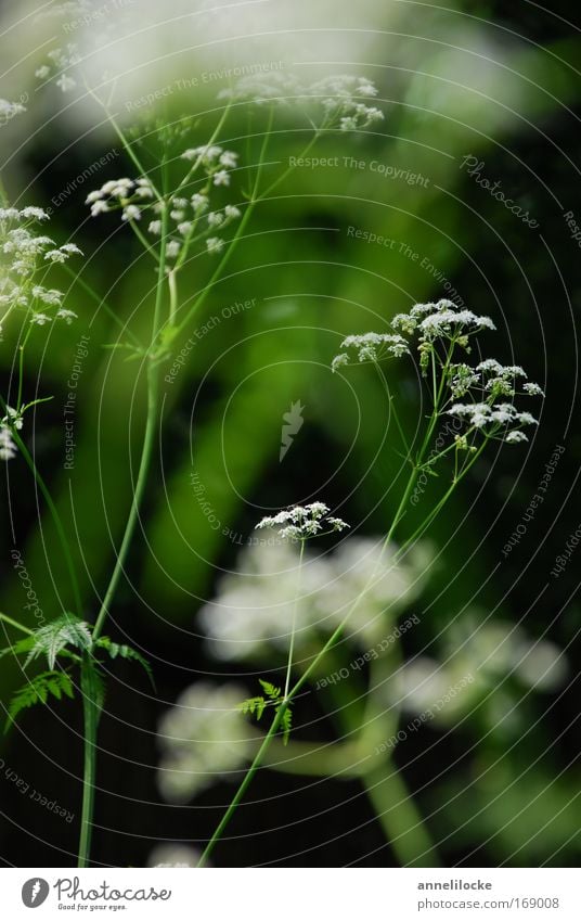 filigree plant work Colour photo Exterior shot Close-up Day Shallow depth of field Nature Plant Spring Summer Flower Blossom Wild plant Park Meadow Field