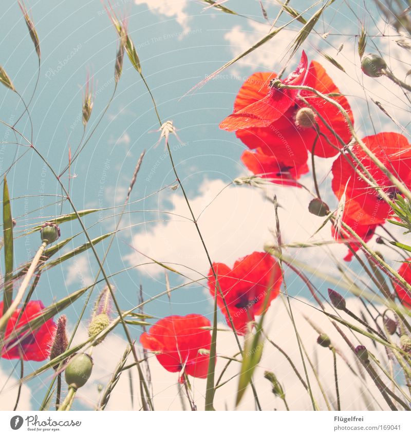 On a poppy day in summer... IV Nature Sky Clouds Beautiful weather Field Blossoming Growth Blue Spring fever Poppy blossom Grass Summer Idyll Vintage