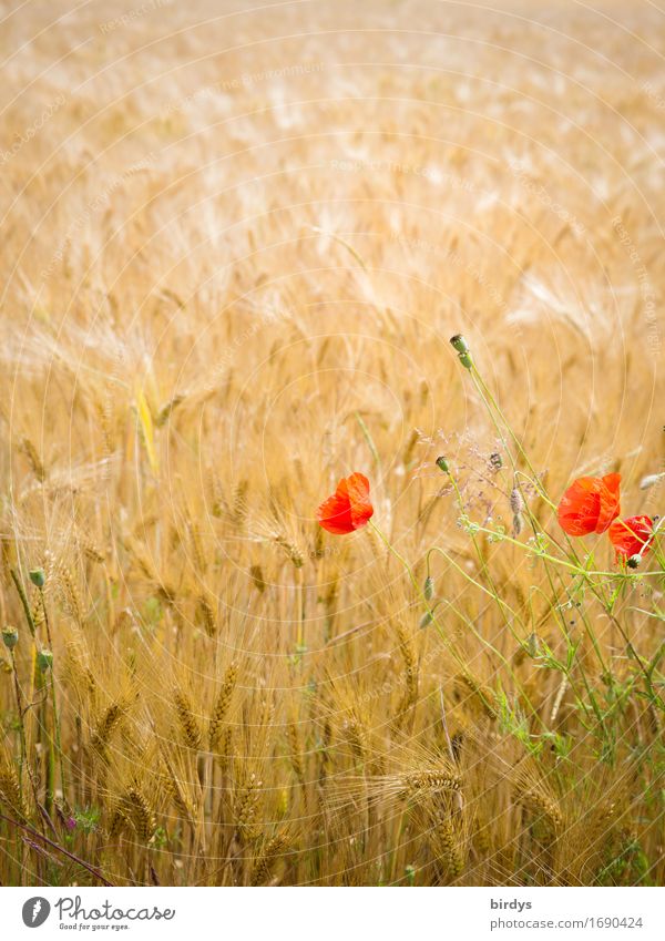 No bed in the cornfield Grain Barleyfield Agriculture Forestry Summer Beautiful weather Wind Flower Blossom Agricultural crop Corn poppy Field Movement