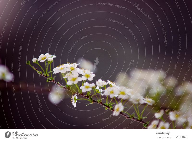 Delicate Colour photo Exterior shot Deserted Copy Space left Copy Space bottom Blur Shallow depth of field Environment Nature Plant Flower Bushes Blossom