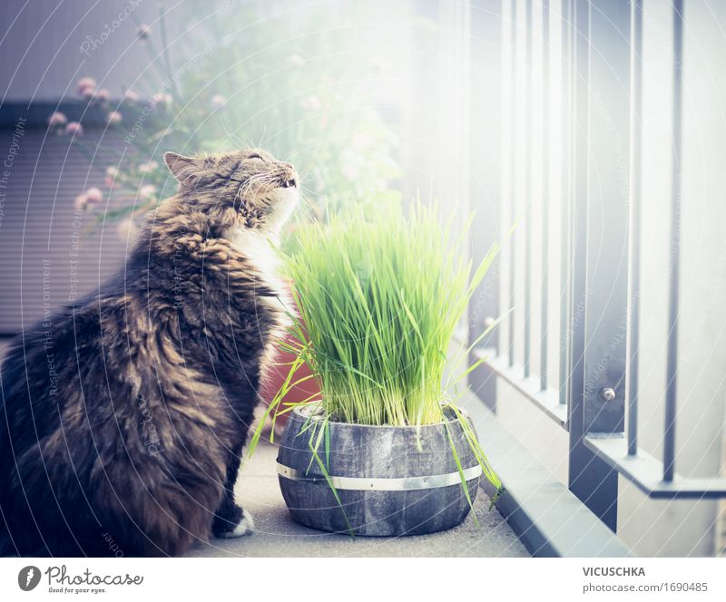 Eat cat grass Style Design Life Summer Living or residing Nature Balcony Terrace Animal Pet Cat 1 Grass Tub Balcony plant Balcony furnishings Eating Feed