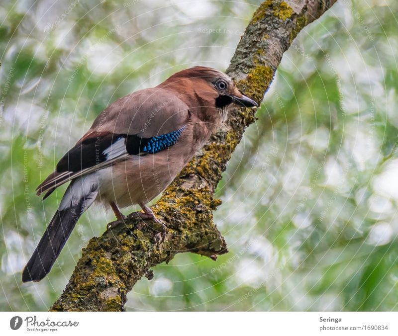 jays Tree Animal Wild animal Bird Animal face Wing Claw 1 Flying Jay Colour photo Multicoloured Exterior shot Close-up Detail Deserted Copy Space right