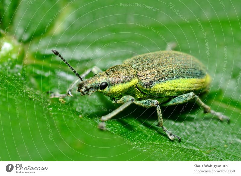 Thick thing Environment Nature Animal Spring Summer Foliage plant Meadow Forest Wild animal Beetle Wing Scales Yellow snout beetle 1 Crawl Sit Green Black