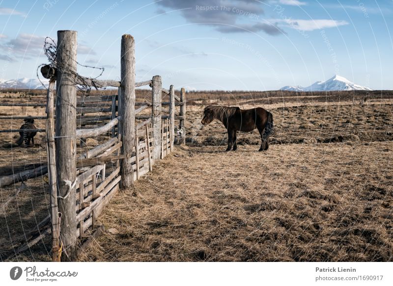 Horse in Iceland Life Vacation & Travel Adventure Island Mountain Environment Nature Landscape Animal Elements Earth Horizon Climate Climate change Weather