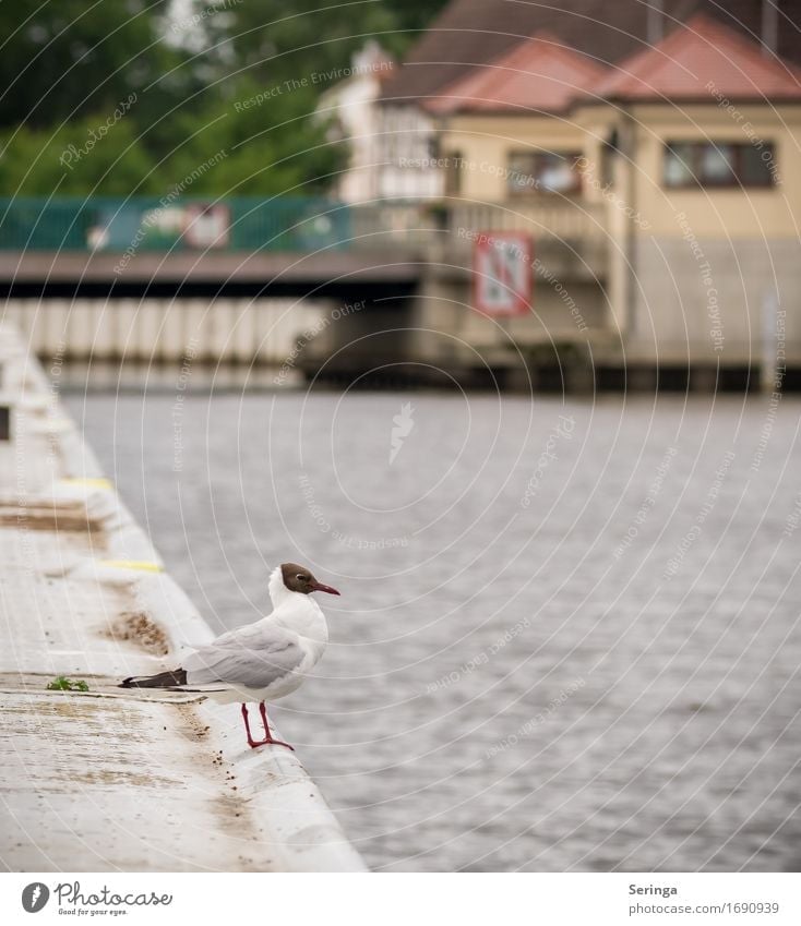 Waiting for the next ship Coast Lakeside River bank Brook Animal Wild animal Bird Animal face Wing Claw 1 Flying Gull birds Seagull Seagull droppings