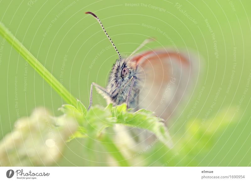 In focus Nature Animal Plant Park Meadow Wild animal Butterfly Feeler Compound eye butterflies Observe Looking Wait Free Bright Small Green Happy Contentment