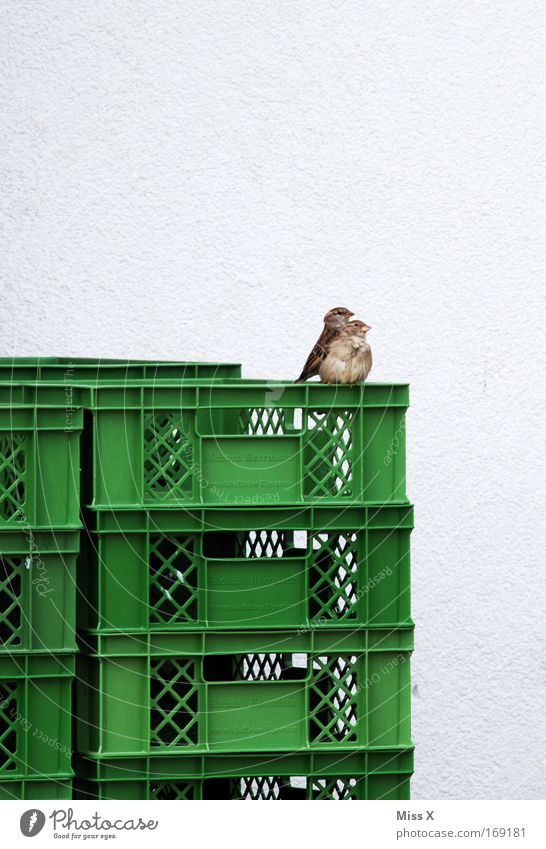 Mommy, I'm scared. Colour photo Exterior shot Animal portrait Bird 2 Baby animal Animal family Fear Sparrow Crate Sit Observe Pair of animals In pairs Day