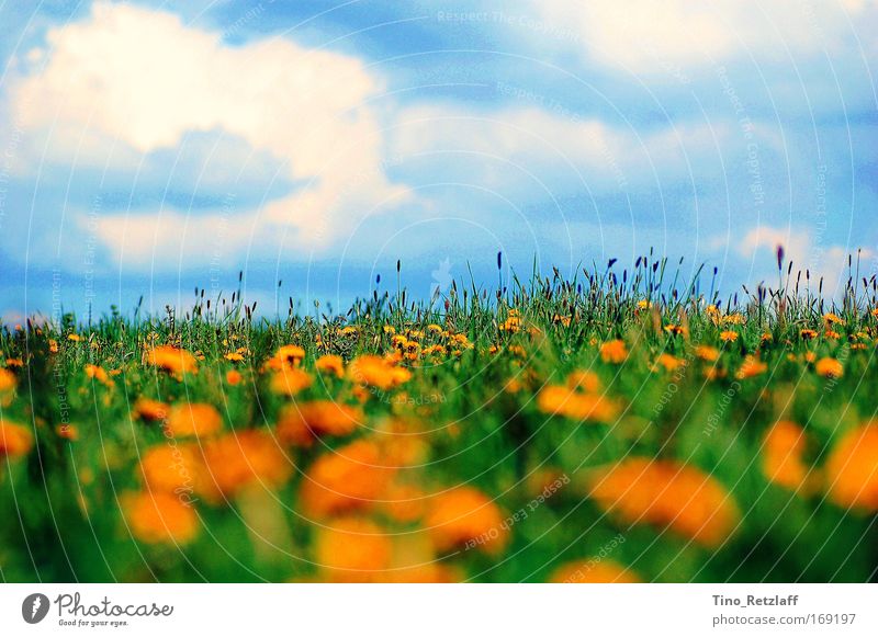 summer meadow Colour photo Exterior shot Day Nature Landscape Sky Beautiful weather Foliage plant Wild plant Meadow Blossoming Summer Dandelion Blue sky Grass