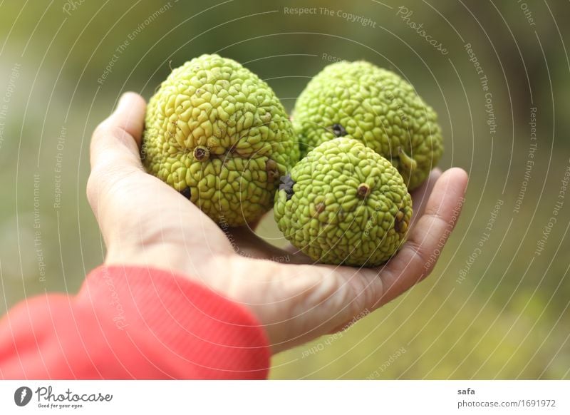 Maclura Pomifera Fruit Fig Tourism Hand Fingers Nature Plant Sweater Touch To hold on Carrying Fresh Healthy Natural Original Clean Green Red Grateful