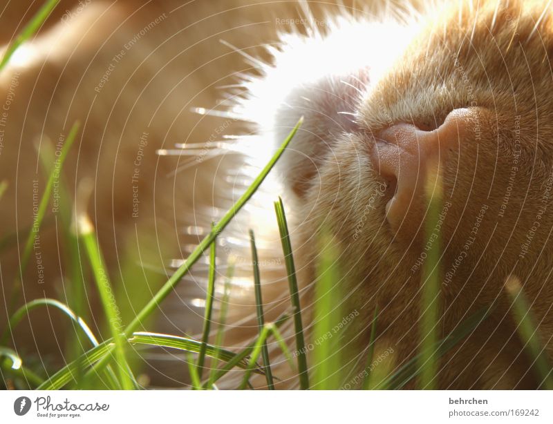 little darling Colour photo Exterior shot Sunlight Back-light Pet Cat Pelt Nose Snout Contentment Love of animals Beautiful Serene Caress Purr Grass