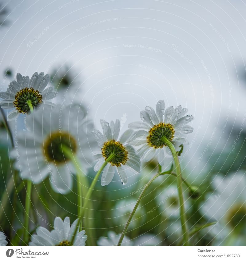 In the rain the daisies Nature Plant Drops of water Summer Bad weather Rain Flower Blossom Wild plant Margaret Meadow Blossoming Faded Growth Fragrance Elegant