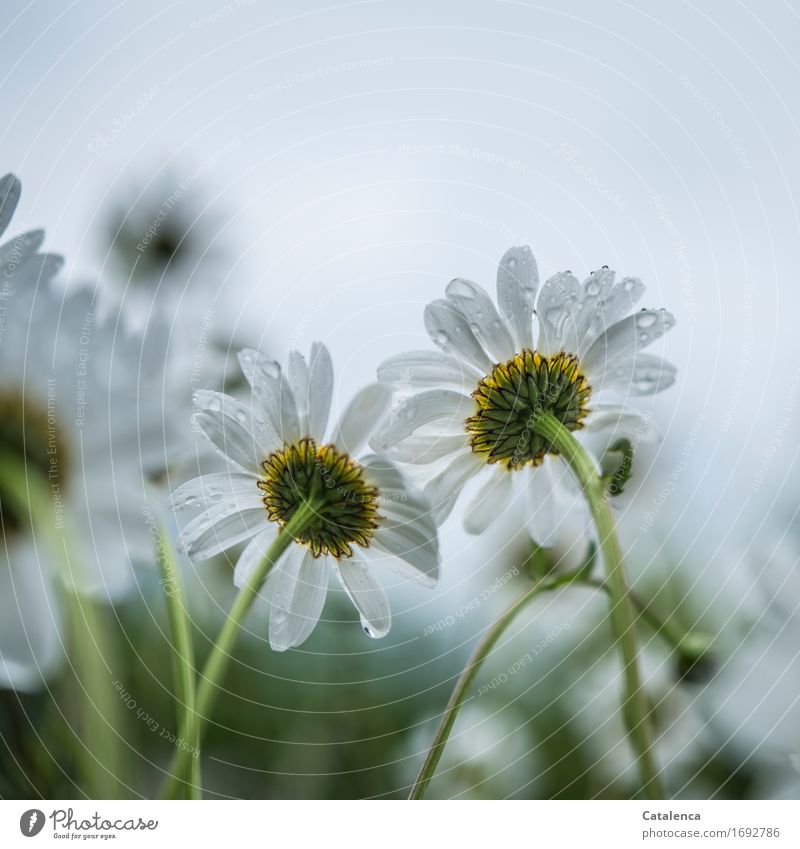 He loves me ... Wet daisies from below Nature Plant Drops of water Summer Climate Bad weather Rain Flower Blossom Marguerite Field Blossoming Fragrance Growth