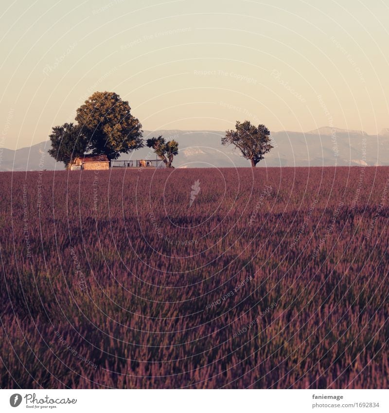 idyllic Nature Landscape Beautiful weather Field Lavender field Valensole Dusk Violet Warmth Summer evening Agriculture Mountain Tree Idyll Provence