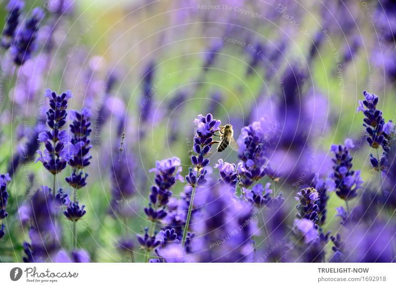 Fluffy ...in the lavender rush Nature Plant Sunlight Summer Climate Climate change Beautiful weather Warmth Flower Leaf Blossom Foliage plant Agricultural crop