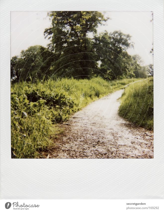 [HH09.3/4] The way to the witch house. Colour photo Subdued colour Exterior shot Polaroid Deserted Copy Space bottom Copy Space middle Morning Day Sunlight