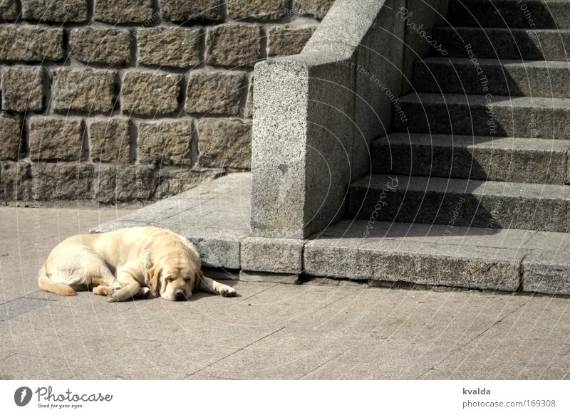 natzen Colour photo Exterior shot Deserted Day Central perspective Summer Places Animal Pet Dog 1 Stone Hot Warmth Gold Gray Serene Calm Boredom Exhaustion