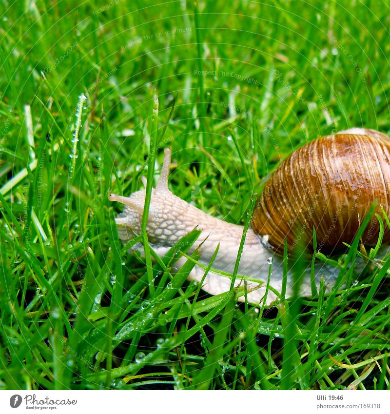 Name: Jutta. Occupation: Snail. Cosmetic name: Juttaschnecke. Nature Earth Grass Meadow Garden Vineyard snail 1 Animal Movement Long Muscular Curiosity Cute