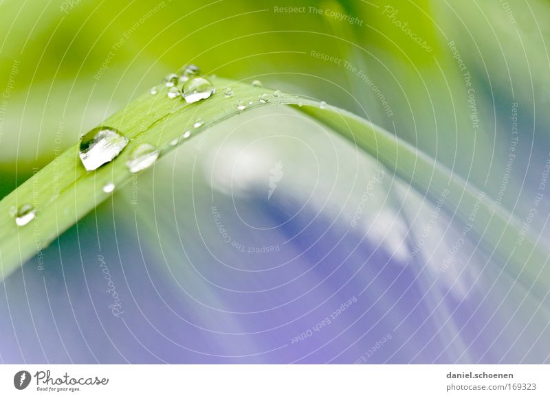 After the rain Close-up Detail Macro (Extreme close-up) Deserted Copy Space right Copy Space bottom Copy Space middle Reflection Nature Plant Water