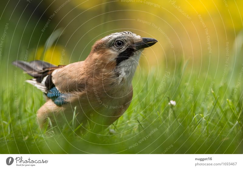 jays Animal Grass Garden Park Meadow Wild animal Bird Wing Jay 1 Observe Flying Esthetic Authentic Brash Blue Brown Yellow Green Orange Black White Spring fever