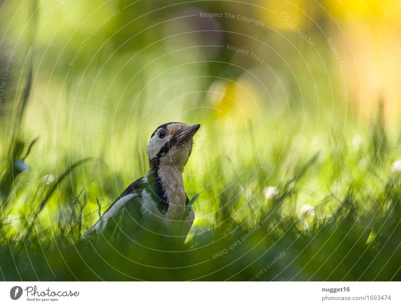 great spotted woodpecker Animal Sunlight Spring Summer Grass Garden Park Meadow Wild animal Bird Spotted woodpecker 1 Observe Flying Esthetic Yellow Green