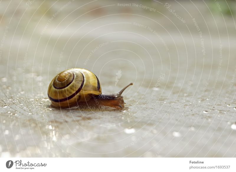 snail migration Environment Nature Animal Elements Earth Water Drops of water Summer Rain Snail 1 Small Near Wet Natural Brown Yellow Snail shell Feeler Crawl