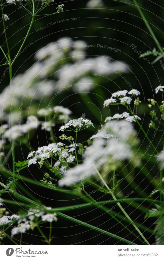 filigree plant work II Colour photo Exterior shot Close-up Shallow depth of field Nature Plant Spring Summer Flower Blossom Wild plant Park Meadow Field Dark