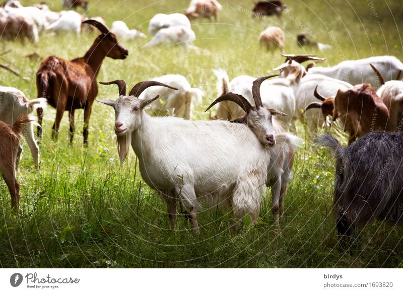 herd instinct Agriculture Forestry Nature Landscape Summer Meadow Farm animal Goats Goat herd Herd Touch Esthetic Authentic Free Healthy Together Natural