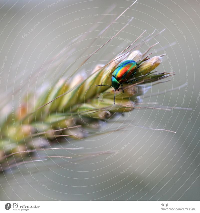 colorfully dazzling... Environment Nature Plant Animal Summer Agricultural crop Ear of corn Rye Field Wild animal Beetle 1 Crawl Esthetic Glittering Beautiful