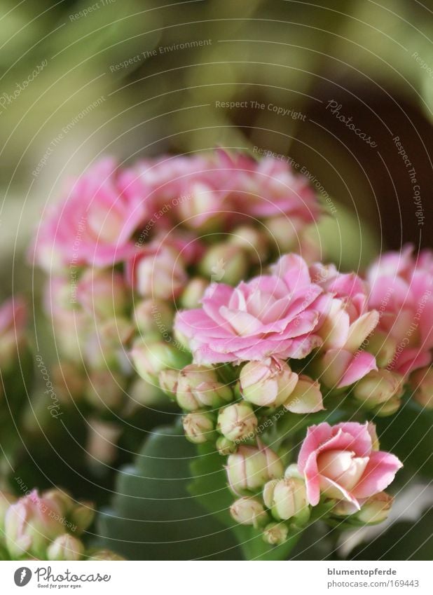 Rosa's pink houseplant Colour photo Interior shot Close-up Morning Blur Central perspective Plant Flower Pot plant Blossom Houseplant Fragrance Happiness