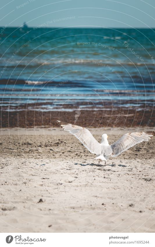 departure Relaxation Freedom Summer Summer vacation Beach Ocean Waves Nature Landscape Sand Water Sky Cloudless sky Coast Baltic Sea Animal Seagull 1 Flying