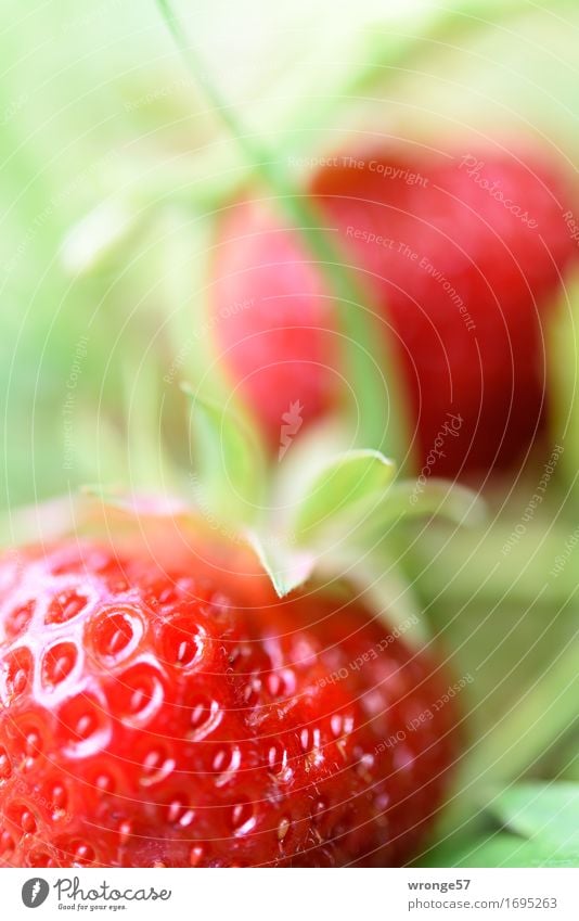 Freshly harvested | last strawberries Food Fruit Strawberry Nutrition Organic produce Vegetarian diet Summer Garden Field Healthy Glittering Juicy Sweet Green