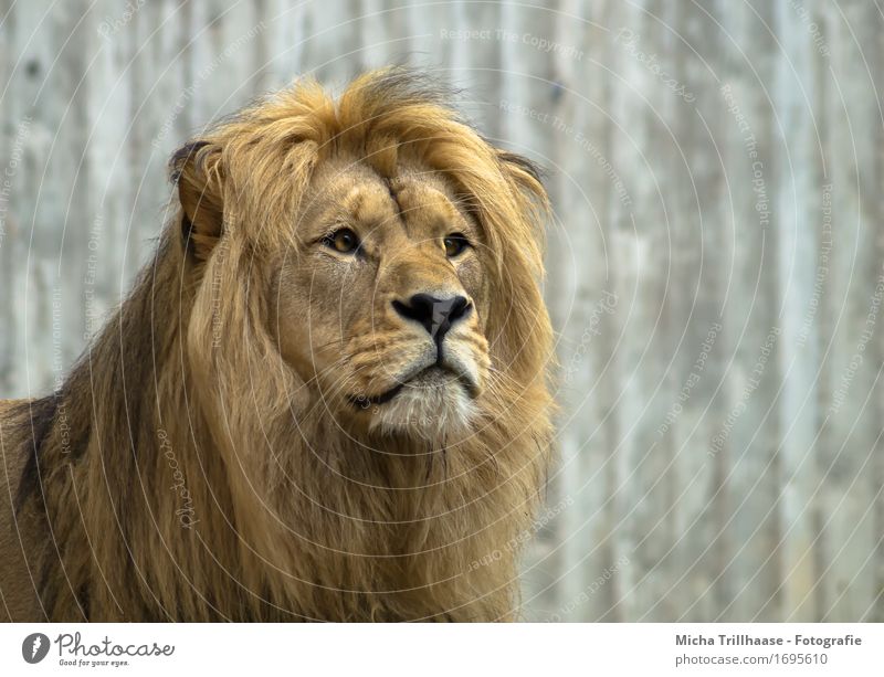 Lion Portrait Exotic Safari Nature Animal Wild animal Animal face Pelt Zoo 1 Observe Catch Hunting Looking Esthetic Large Near Muscular Speed Strong Power