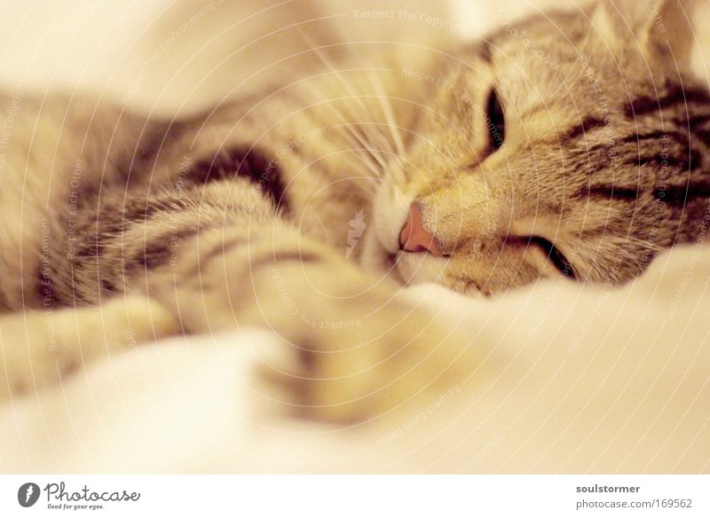 Cat alarm!!! Colour photo Subdued colour Interior shot Deserted Artificial light Deep depth of field Animal portrait Upper body Looking into the camera Pet Pelt