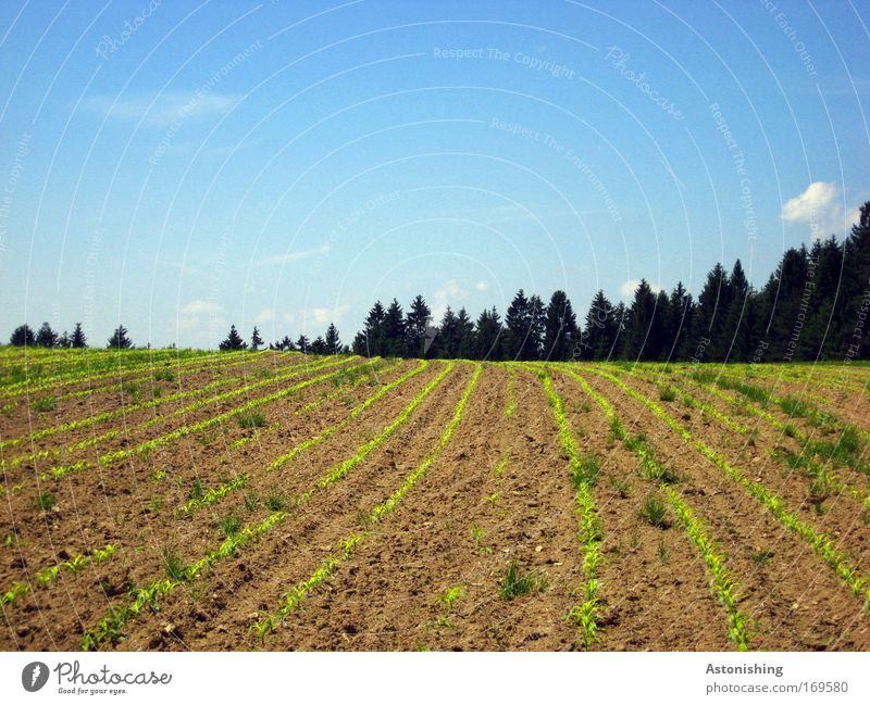 "in rank and file!!" Environment Nature Landscape Earth Sand Sky Summer Beautiful weather Plant Tree Grass Agricultural crop Field Forest Hill Growth Blue Brown