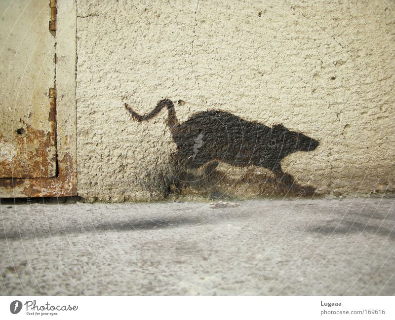 Wall(er)rat Colour photo Exterior shot Deserted Copy Space top Copy Space bottom Day Central perspective Living or residing House (Residential Structure) Attic