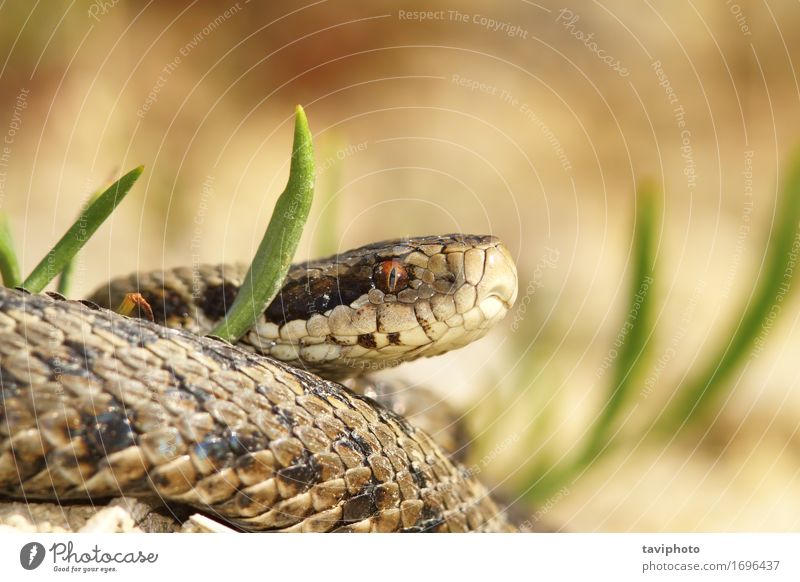 the meadow viper Beautiful Nature Animal Meadow Snake Wild Brown Fear Dangerous adder herpetology Reptiles ursinii vipera Viper wildlife protected poisonous