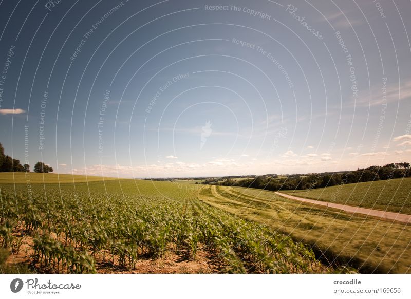Maize field XIII Colour photo Exterior shot Deserted Copy Space top Copy Space middle Morning Motion blur Deep depth of field Central perspective Wide angle