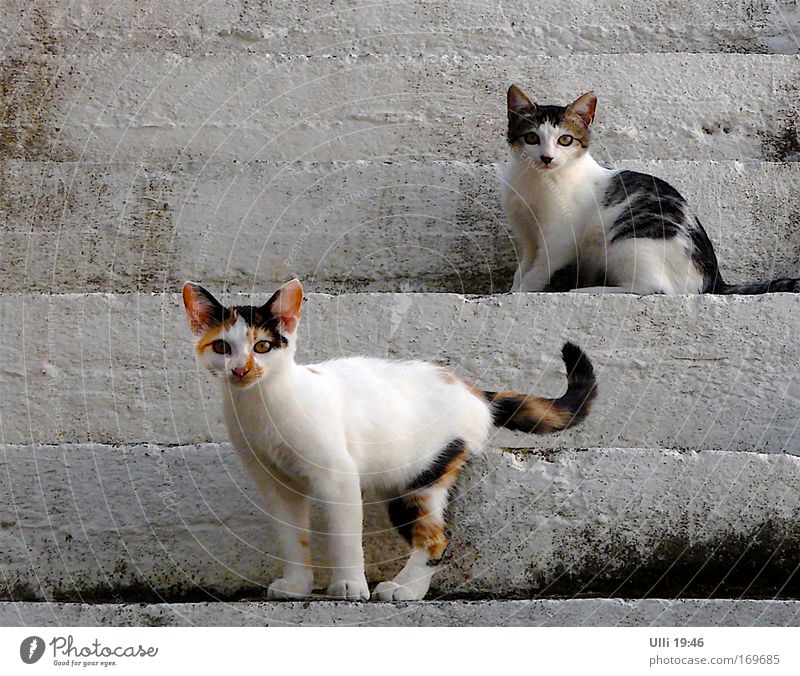 Mai-Elke & Whitsun-Rosi. Up & Down. Dutzi & Wutzi. Or & Like this. Summer Stairs Cat 2 Animal Pair of animals Baby animal Observe Looking Stand Wait Beautiful