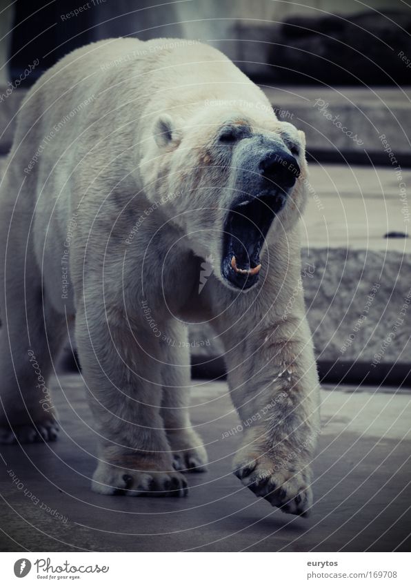 bleached grizzly! Colour photo Exterior shot Day Contrast Long shot Animal Wild animal Zoo 1 Threat Gigantic White Aggression Environmental protection