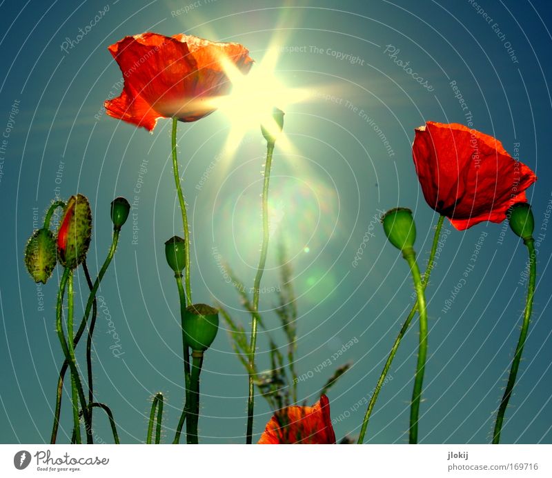 poppy day Colour photo Multicoloured Exterior shot Experimental Day Flash photo Light Light (Natural Phenomenon) Sunlight Sunbeam Back-light Nature Plant Sky