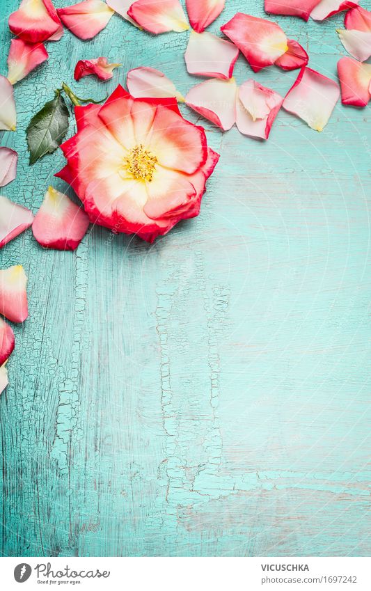 Rose with petals on blue turquoise Shabby Chic background Style Design Summer Feasts & Celebrations Valentine's Day Mother's Day Wedding Birthday Nature Plant