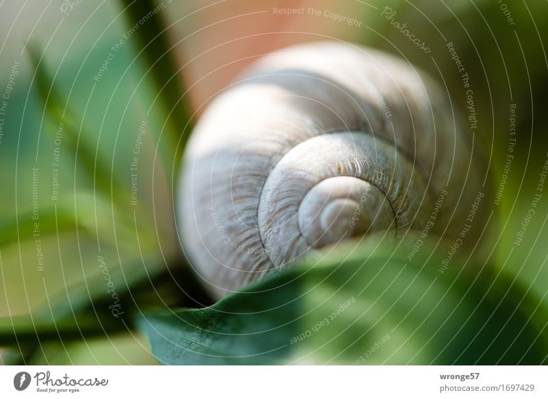 snail shell Snail Snail shell Natural Round Brown Gray Green Empty Garden Leaf Light and shadow Close-up Macro (Extreme close-up) Colour photo Multicoloured