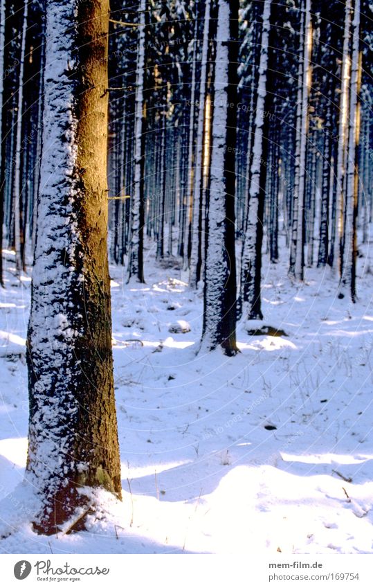 cooling down Forest Winter Sunbeam Tree trunk Snow neuschee Fir tree Radiation Woodground Tree bark Seasons Cold