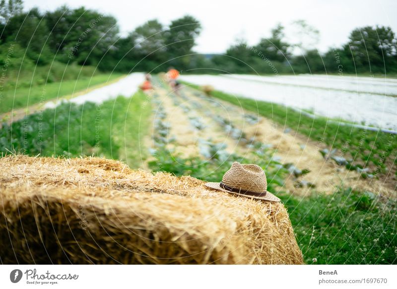 Old hat Work and employment Profession Gardening Farmer Agriculture Forestry Environment Nature Plant Foliage plant Agricultural crop Meadow Field Hat Straw