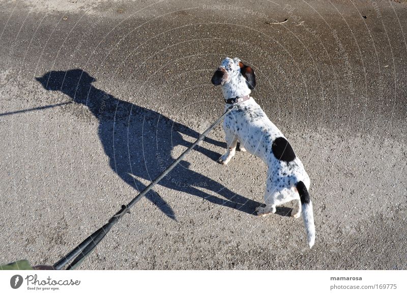 little man very big Street Lanes & trails Animal Pet Dog 1 Observe To hold on Cute Original Strong Wild Power Willpower Might Safety Love of animals Fear Stress