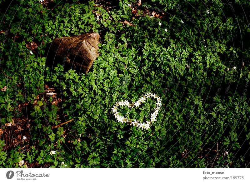 Forest Love Colour photo Exterior shot Deserted Copy Space right Copy Space bottom Shadow Contrast Sunbeam Lifestyle Joy Foliage plant Stone Heart Happiness