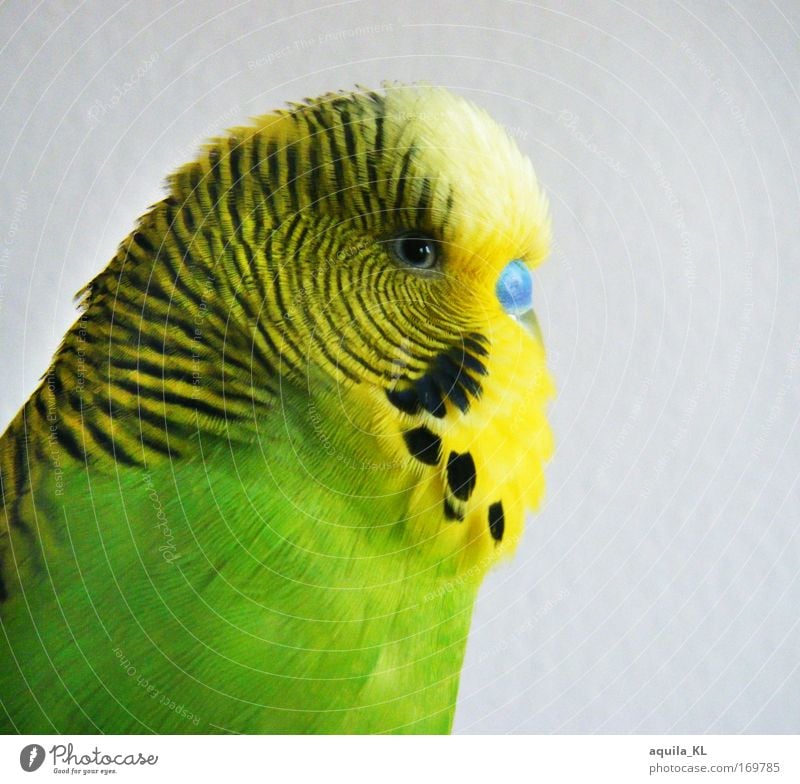 professional model Colour photo Multicoloured Interior shot Looking Looking into the camera Animal Pet Wild animal Bird Animal face Wing Zoo 1 Happiness