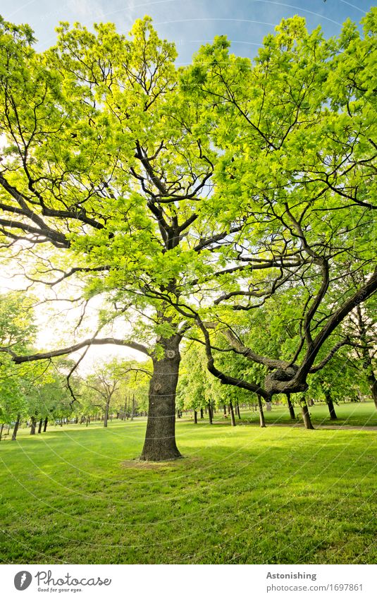 the tree Environment Nature Landscape Plant Air Sky Sun Sunlight Summer Weather Beautiful weather Warmth Tree Leaf Park Vienna Large Bright Yellow Green Black